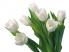Белые тюльпаны
Подарок от автора B.v.