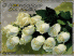 белые розы
Подарок от автора Просто Людмила
