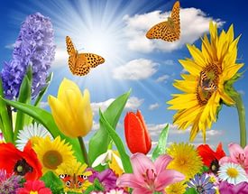 Бабочки и цветы