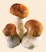 Белые грибы
Подарок от автора Galochka