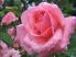 розовая роза
Подарок от автора Александр 