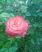 Роза из моего сада.
Подарок от автора Андрей Балабуха