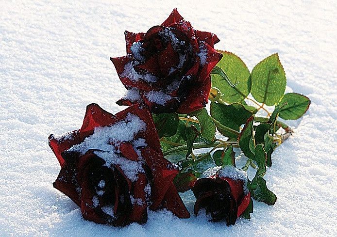 розы в снегу