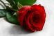 роза
Подарок от автора Казбек Чагаров