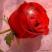 роза
Подарок от автора Ляман Багирова