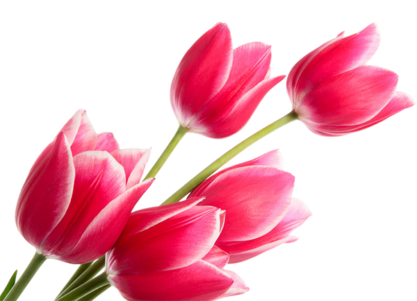 Тюльпаны в благодарность