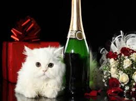 Кот, цветы, шампанское