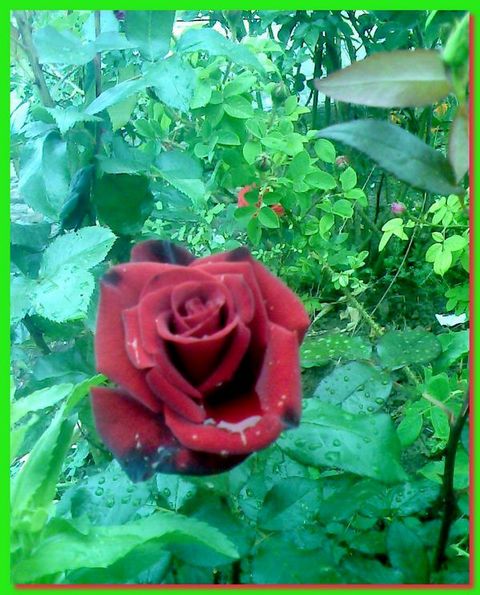 Роза из моего сада.
