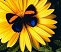 Бабочка на цветке
Подарок от автора Нина Агошкова