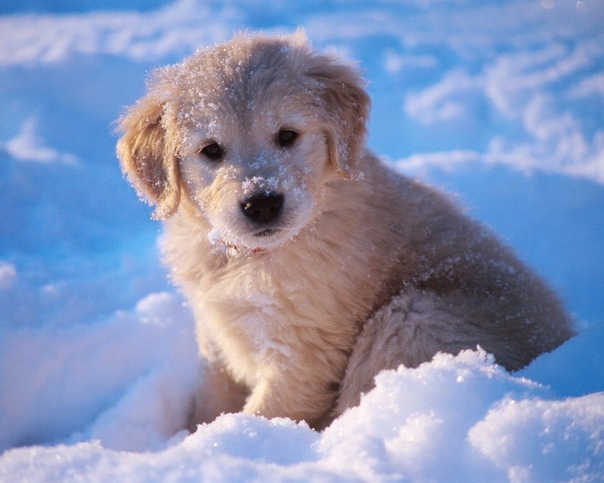 Снежный пёс