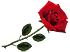 Красная роза
Подарок от автора Борис Березин