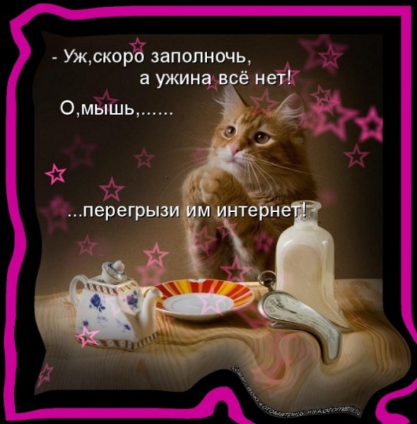 Кот и Интернет:))