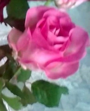 Розовая роза весны