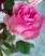 Розовая роза весны
Подарок от анонимного автора