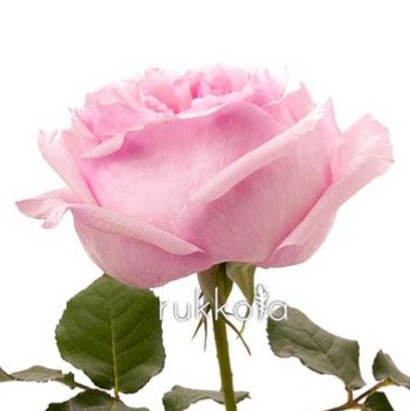 Розовая роза роз
