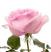 Розовая роза роз
Подарок от анонимного автора