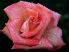роза
Подарок от автора Старый Бармен